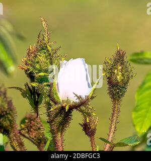 Rosa centifolia Muscosa Alba bekannt als White, Shailers White oder Clifton Moss, Clifton Rose und White Bath Stockfoto