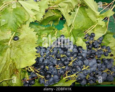 Marktstand mit frisch gepflückten blauen Trauben auf Weinblättern Stockfoto