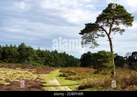 Sutton Heath Suffolk England Stockfoto