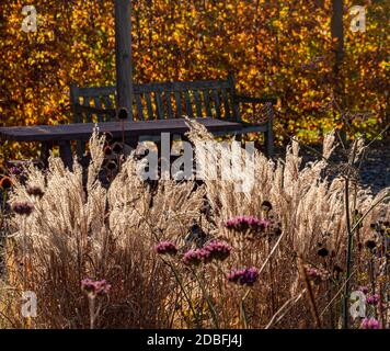 Hintergrundbeleuchtetes Verbena bonariensis und Ziergräser, die im Herbst im britischen Garten wachsen. Stockfoto