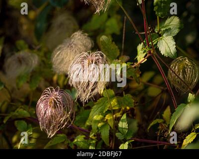 Flauschige Clematis Samen Köpfe wachsen in einem britischen Garten. Stockfoto