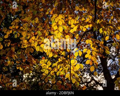 An einem sonnigen Herbsttag in das Baldachin einer Buche blicken. Stockfoto