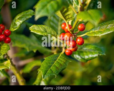 Nahaufnahme des Laubs und der Beeren von Ilex Nellie R. Stevens, allgemein bekannt als Holly. Stockfoto