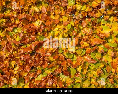 Buchenhecke mit goldenen Herbstblättern. Stockfoto