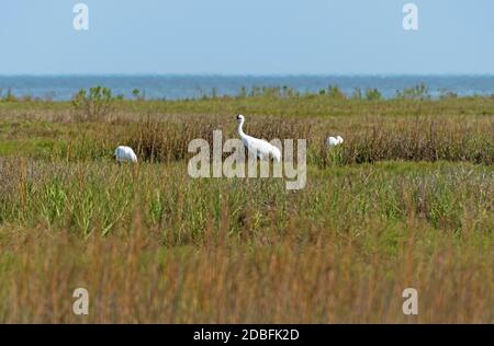 Whooping Crane im Feuchtgebiet entlang der Golfküste im Aranasas National Wildlife Refuge in Texas Stockfoto