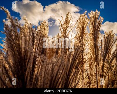 Ziergrassamen Köpfe gesehen gegen einen blau bewölkten Himmel. Stockfoto