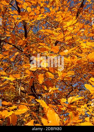 Goldene Blätter auf einer Buche, gesehen gegen einen blauen Himmel. Stockfoto