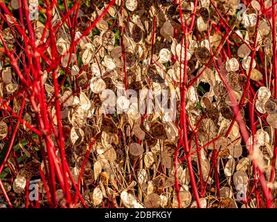 Rote Stängel von Cornus Alba Sibirica mit weißem Lunaria annua-Samenkopf, der durch ihn wächst. Stockfoto