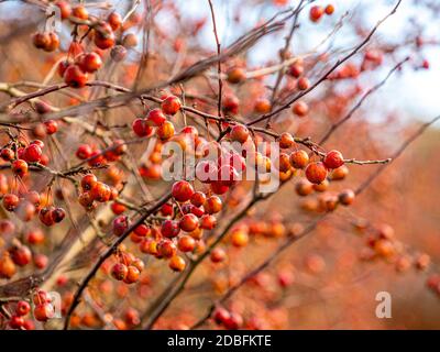 Die bunten Früchte des Krabbenapfels 'Evereste', im Herbst. Stockfoto
