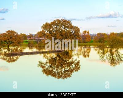 Baum mit ihren Reflexen in einem überfluteten Feld, in North Yorkshire. VEREINIGTES KÖNIGREICH Stockfoto