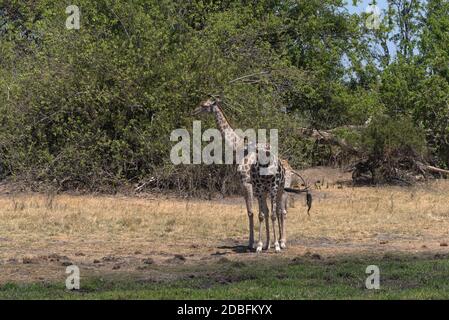 Giraffen in der Trockenzeit im Okavango Delta, Botswana Stockfoto