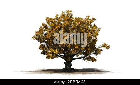 American Beech Tree - isoliert auf weißem Hintergrund Stockfoto