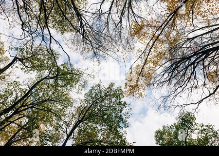Blick auf einen schönen Herbst Blätter auf den Bäumen in Der Wald Stockfoto