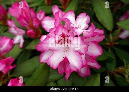 Rhododendron Knospe Stockfoto