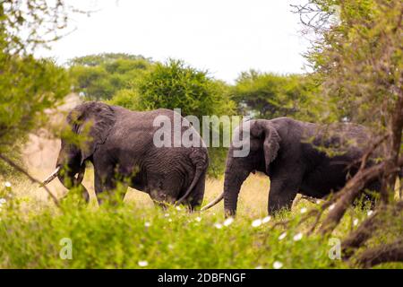 Loxodonta africana. Stockfoto