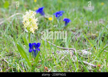 Enzian Blumen auf grüner Wiese. Blaue Blume. Enziana acaulis Stockfoto