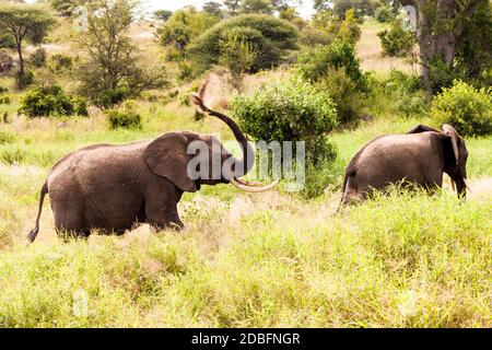 Loxodonta africana. Stockfoto