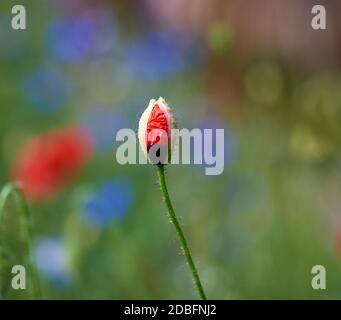 Ungeöffnete Knospe von rotem Mohn im Feld, Frühlingstag, Nahaufnahme Stockfoto