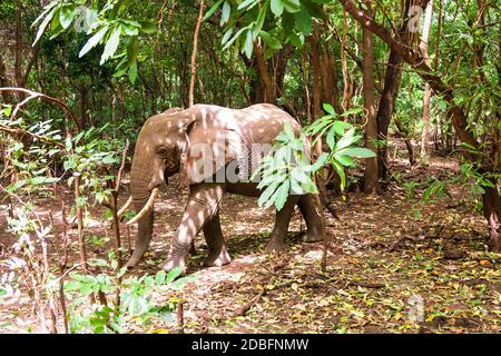 Loxodonta africana. Stockfoto