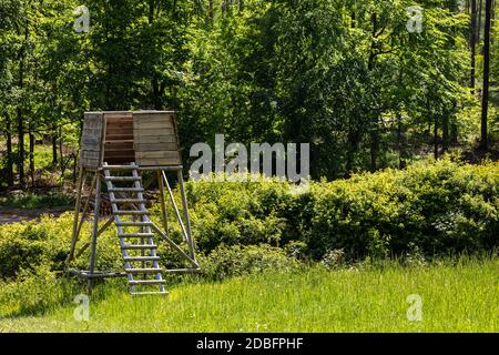 Jagd im Wald Stockfoto