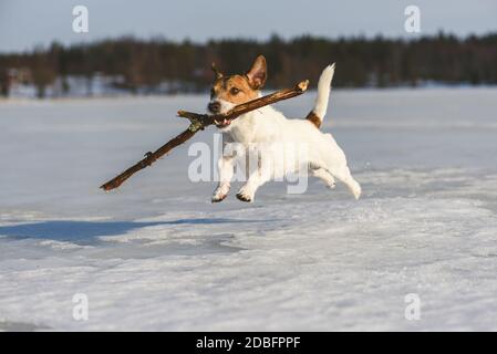 Glücklicher Hund spielt mit Holzstock im Freien auf Eis Gefrorener See in Mittelfinnland am Wintertag Stockfoto