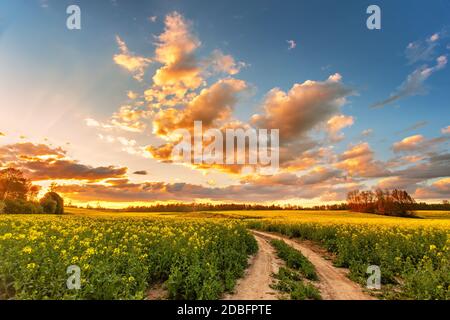 Frühling bunte Wolke Sonnenuntergang über Colza Feld. Ländliche Feldweg auf Blüte Rapsfarm. Ölsaaten blühen. Belarussische Landwirtschaft. Stockfoto