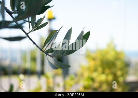 Nahaufnahme von Blumen und Pflanzen im Park Stockfoto