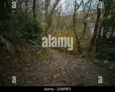 Herbstblätter fallen von den Bäumen entlang des Gower Coastal Path in der Nähe von Caswell Bay in Wales. Ein kleiner Wald entlang der Küste. Stockfoto