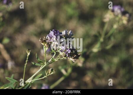 Nahaufnahme von Blumen und Pflanzen im Park Stockfoto