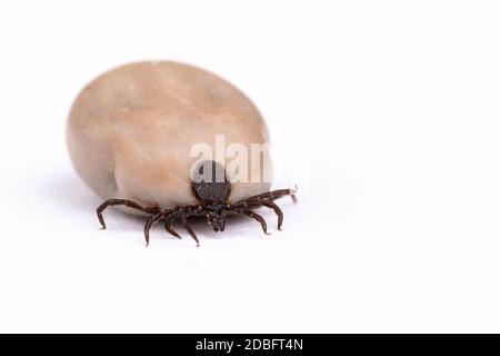 Zecken (Ixodes ricinus) gefüllt mit Blut isoliert auf weiß. Gefahr Insekten können sowohl bakterielle als auch virale Krankheitserreger wie die Erreger übertragen Stockfoto