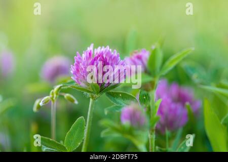 Nahaufnahme von wild blühenden Blume und rotem Klee Trifolium pratense Blume auf grünen Blättern Hintergrund auf Wiese im Frühjahr mit flachen Fokus. Stockfoto