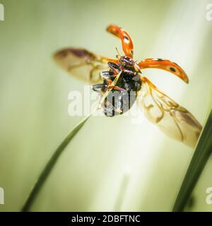 Ein orangefarbener Marienkäfer sitzt auf einem grünen Grashalm, die Flügel sind ausgebreitet, startbereit, aus nächster Nähe Stockfoto