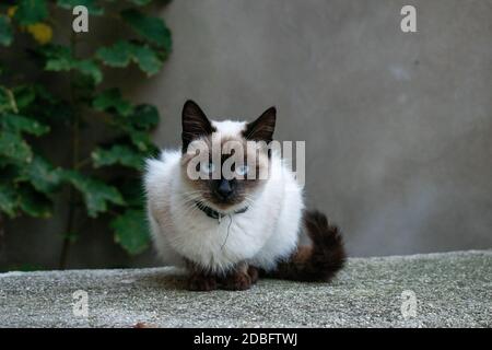 Nahaufnahme einer Katze mit der Kamera Stockfoto