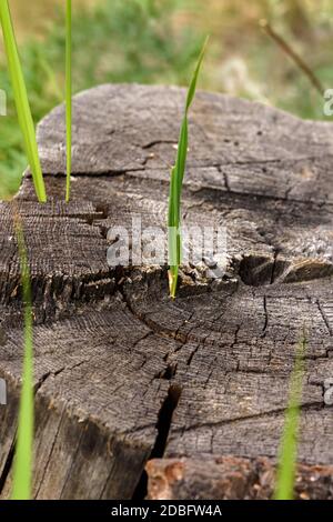 Junges grünes Gras wuchs im Frühjahr durch einen alten Baumstumpf Stockfoto