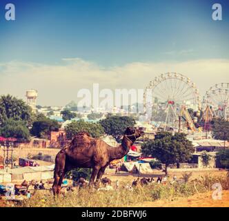 Vintage Retro-Hipster Stil reisen Bild der Kamele in Pushkar Mela (Pushkar Camel Fair). Pushkar, Rajasthan, Indien Stockfoto