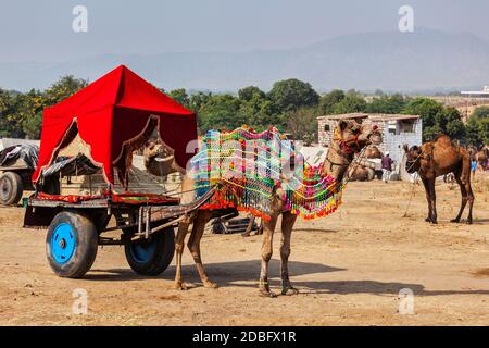 Kameltaxi. Dekoriertes Kamel in einem Wagen. Pushkar Mela (Pushkar Camel Fair). Pushkar, Rajasthan, Indien Stockfoto