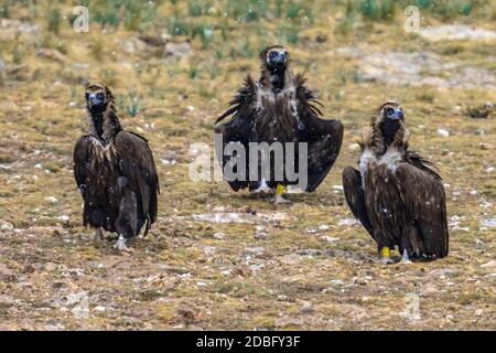 Geier (Aegypius monachus) drei Vögel sitzen auf dem Boden in den spanischen Pyrenäen, Katalonien, Spanien. April. Dieser große Greifvogel ist distrib Stockfoto