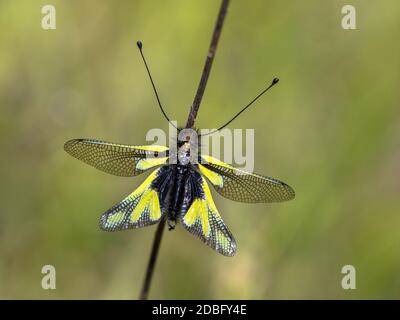 Eulenschwefel (Libelloides coccajus) seltene Insektenarten, die auf dem Zweig in der Toskana, Italien, im April, ruhen. Stockfoto