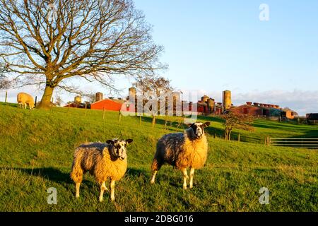 Zwei wissbegierige, aber vorsichtig Nord-England Mule Schafe, Beningbrough, Yorkshire, Großbritannien Stockfoto