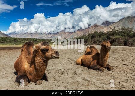 Baktrische Kamele im Himalaya. Hunder Dorf, Nubra Valley, Ladakh, Jammu und Kaschmir, Indien Stockfoto