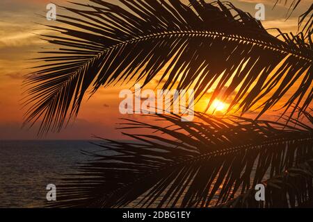 Strandurlaub romantischen Urlaub Hintergrund - Ozean Sonnenuntergang sichtbar durch Palmblätter. Varkala, Kerala, Indien Stockfoto