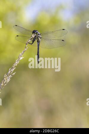 Black Darter Libelle, Sympetrum danae, ruhend mit auf EINEM Grasbaum ausgestreckten Flügeln gegen EINEN diffusen Hintergrund. Ramsdown Forest Christchurch Großbritannien Stockfoto