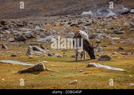 Yak Kalb grasen im Himalaya. Ladakh, Indien Stockfoto