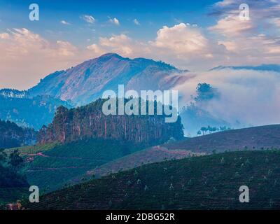 Kerala Indien Reisehintergrund - Teeplantagen bei Sonnenaufgang in Munnar, Kerala, Indien Stockfoto