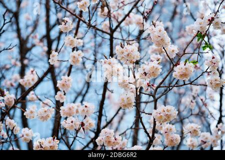 Blühende sakura Blüten Blüten Nahaufnahme mit Hochhaus im Hintergrund. Seoul, Korea Stockfoto