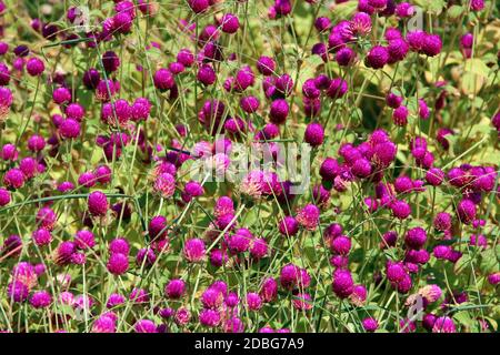 Blumen von Rotklee im Sommer. Rot blühenden Blumen in der Wiese. Rosa Klee auf grünem Gras. Wilde Veilchen. Feld blühende Pflanzen Stockfoto