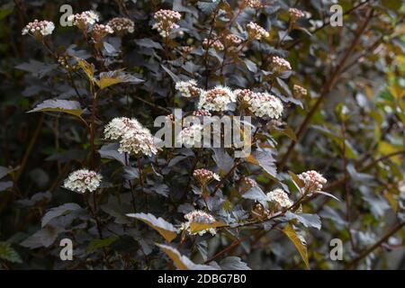 Blühender Physocarpus opulifolius Busch im Garten Stockfoto