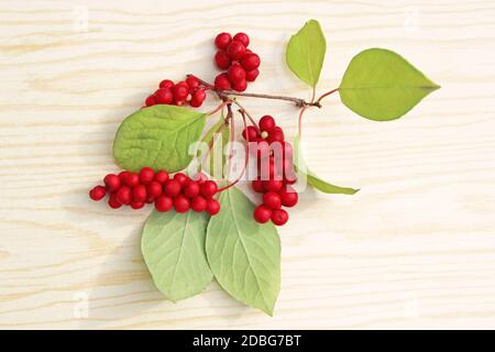 Zweig der roten reifen schisandra mit Beeren und Blättern isoliert. Natürliche Vitamine. Schisandra Ernte Stockfoto