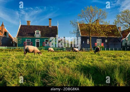 Schafe weiden in der Nähe von traditionellen alten Bauernhaus im Museumsdorf Zaanse Schans, Niederlande Stockfoto