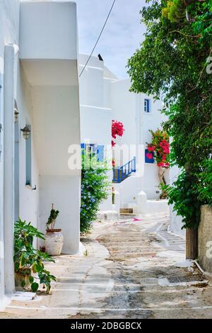 Malerische schmale Straße mit traditionellen weiß getünchten Häusern mit blühenden Bougainvillea Blumen von Naousa Stadt in berühmten Touristenattraktion Paros ist Stockfoto